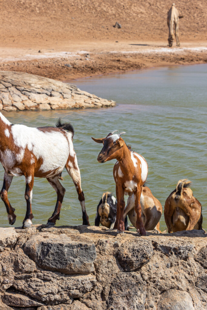 Furry Friends by Camille Massida Photography